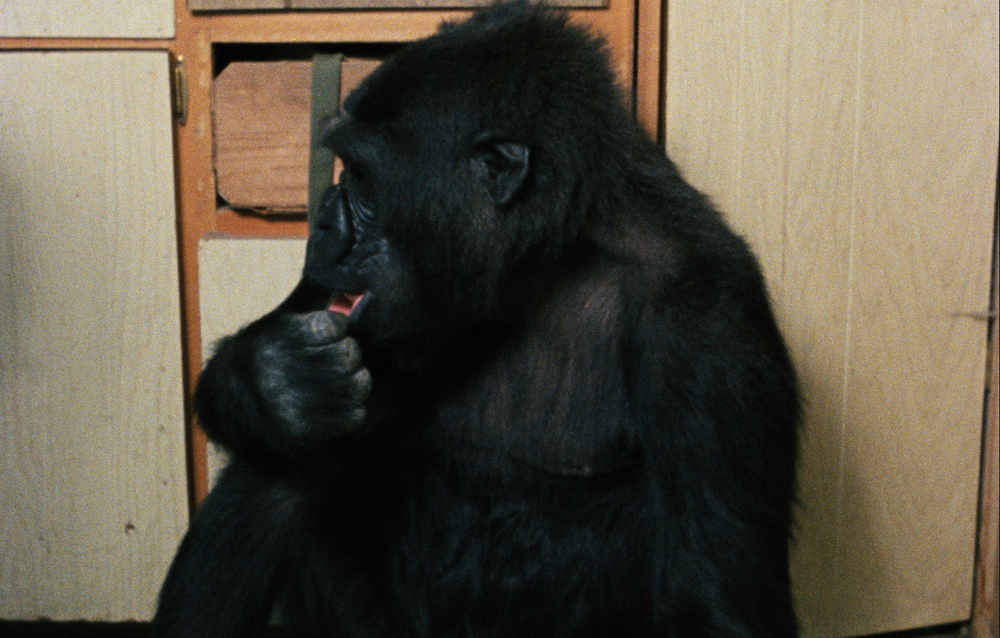 KOKO__LE_GORILLE_510bada9d8a1a.jpg